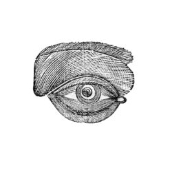 eye